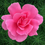 Cropped Rose 150x150